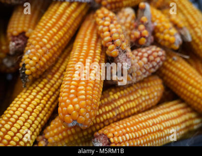 Many of dries yellow sweet corn cobs Stock Photo