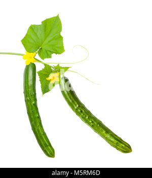 Fresh cucumbers with leaves and flowers isolated on white Stock Photo