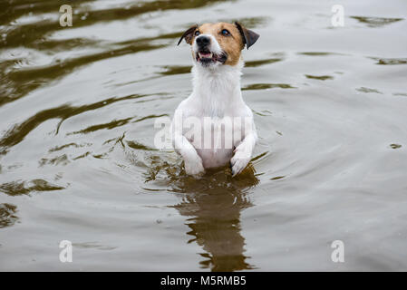 Pet dog playing in river water at summer days Stock Photo