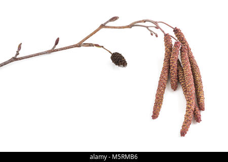 Black Alder branch with catkins isolated on white background Stock Photo