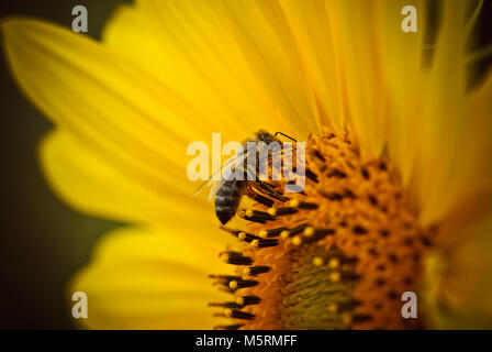 Bee on sunflower flower gathering pollen seeds and nectar Stock Photo