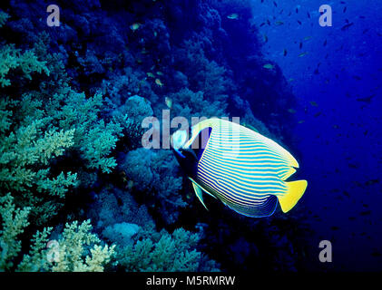 This picture shows an emperor angelfish (Pomacanthus imperator: 30 cms.) amongst soft and hard coral on a near vertical wall. It is encountered commonly in the Indian and Pacific Oceans - including the Red Sea. Its brilliantly coloured pattern makes it a favourite subject for underwater photographers. It feeds mainly on sponges, algae and small invertebrates. The species exhibits the interesting phenomenon of ontogenetic colour and pattern change, in that the juvenile stage has a completely different, if equally striking, pattern of blue and white rings. Photographed in the Egyptian Red Sea. Stock Photo