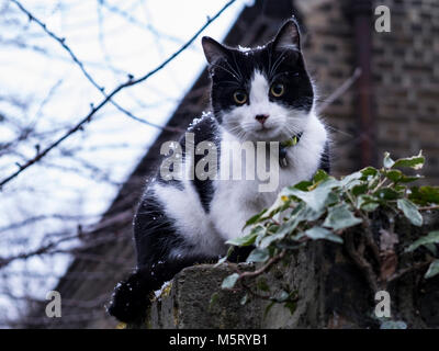 London, UK. 26th Feb, 2018. UK Weather. Roly the cat inspects the first flakes of snow as the 'Beast from the East' hits the capital. Britain is braced for plummeting temperatures and heavy snow this week. Credit: Paul Swinney/Alamy Live News Stock Photo