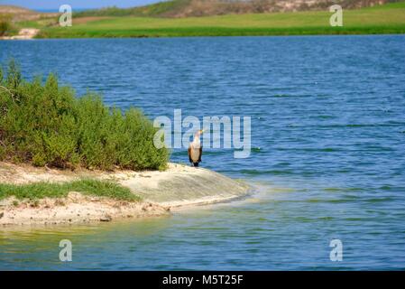 Saadiyat Island Abu Dhabi, UAE - 26th February, 2018: A lone Egyptian Goose captured at Saadiyat Island. Egyption Goose is native to Africa, including Egypt is a large and distinctively marked waterbird. It's population is growing in United Arab Emirates. Credit: Fahd Khan/Alamy Live News Stock Photo