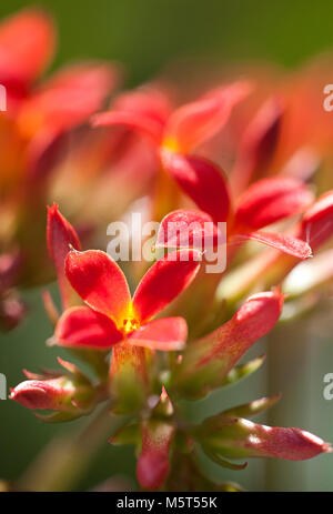 Fort Worth, Texas, USA. 26th Feb, 2018. February 25, 2018. Flaming Katy Kalanchoes bloom in the first rays of sunshine after a week of rain in Fort worth, Tx. The weather has started to warm as spring approaches however that brings with it rain and storms to the North Texas area. Credit: Ralph Lauer/ZUMA Wire/Alamy Live News Stock Photo