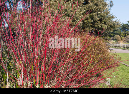 Bright red colourful stems of a Cornus alba 'Sibirica' (Siberian dogwood) plant in Winter in Southern England, UK. Stock Photo