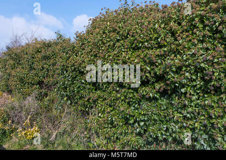 Ivy (Hedera helix) growing through a supporting bush in Winter in England, UK. Stock Photo