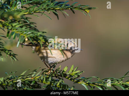 Adult Goldcrest bird (Regulus regulus) perched in a twig on a cold day in Winter in West Sussex, England, UK. Stock Photo