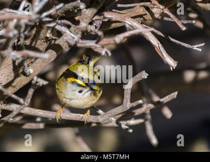 Adult Goldcrest bird (Regulus regulus) perching in a bush on a cold day in Winter in West Sussex, England, UK. Stock Photo