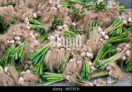 Fresh garlics in an Uzbek market, close-up Stock Photo