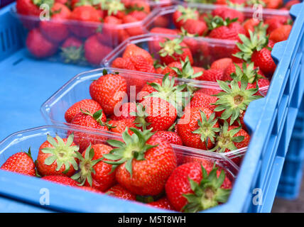 ripe strawberries in boxes. Fresh berry fruits at a market stall. Selling or buying seasonal fruits on a farmers market. Fresh, ripe summer fruits. Stock Photo