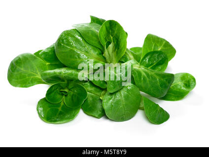 Fresh washed corn salad, isolated on white background. Cut out salad or lettuce, green leaves on white. Healthy eating or dieting scene. Stock Photo