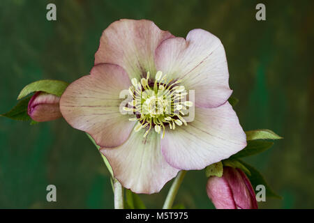 Close up of the centre of a pale pink hellebore flower Stock Photo