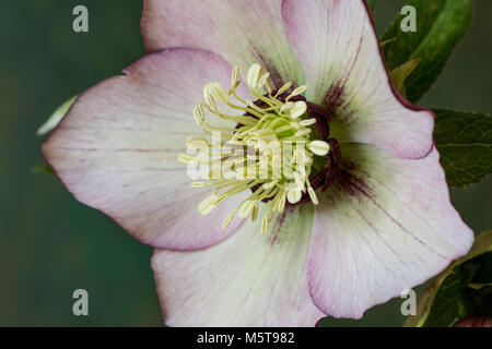 Close up of the centre of the flower of a pale pink hellebore Stock Photo