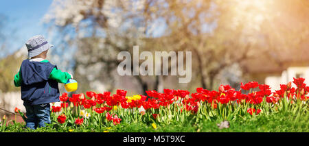 Little child watering tulips on the flower bed in beautiful spring day Stock Photo