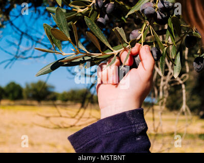 baby's hand picks olives from the black olives plant Stock Photo