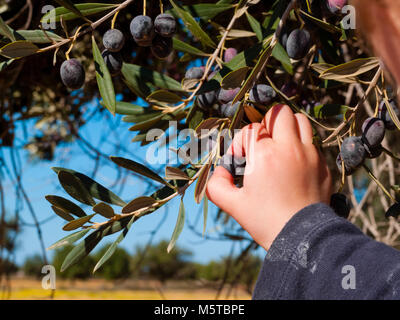 baby's hand picks olives from the black olives plant Stock Photo