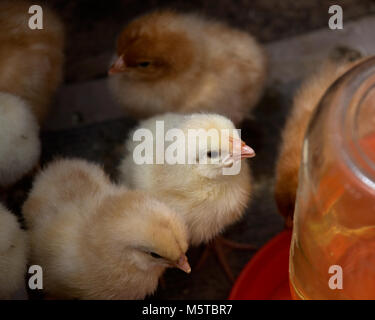 Amish farm, mixed flock of pure breed chicks Stock Photo - Alamy