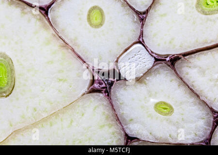 Macro closeup of a freshly cut garlic bulb Stock Photo