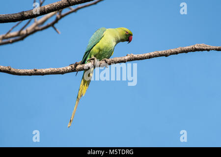 Portrait of a Rose Ringed Parakeet Perched on Branch of a Tree Stock Photo