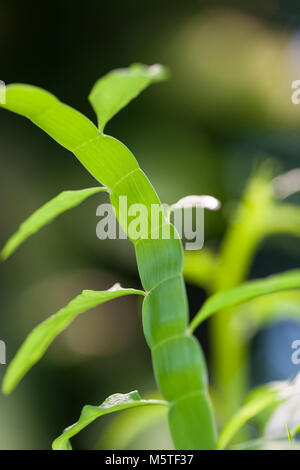 Tapeworm Plant, Rembuske (Homalocladium platycladum) Stock Photo