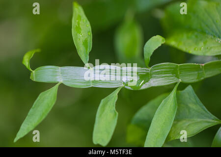 Tapeworm Plant, Rembuske (Homalocladium platycladum) Stock Photo