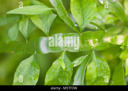 Tapeworm Plant, Rembuske (Homalocladium platycladum) Stock Photo