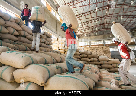 Addis Ababa, Ethiopia, 01/30/2014 Workers carrying large bags of raw coffee beans, Men stacking large bags of coffee beans in a warehouse Stock Photo