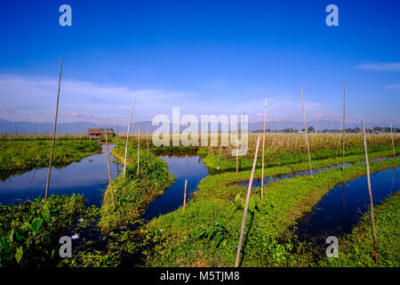 Swimming gardens are set up on Inle lake to grow tomatoes and other vegetables on Inle lake