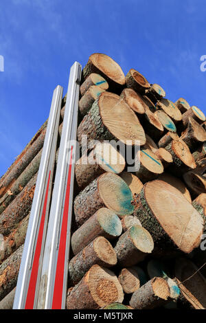Detail of spruce logs stacked up on a logging truck trailer, with background of blue sky. Stock Photo