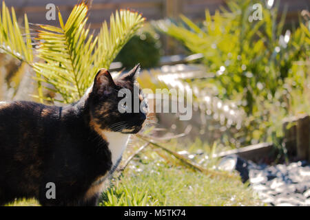 A marmalade cat, outdoors in the sun looking to the right at something. Right hand side left as copy space. Stock Photo