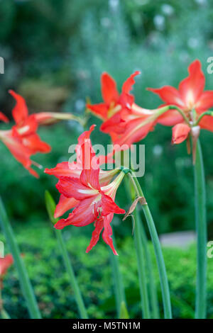 'Fulgidum' Barbados Lily, Äkta makar (Hippeastrum striatum) Stock Photo