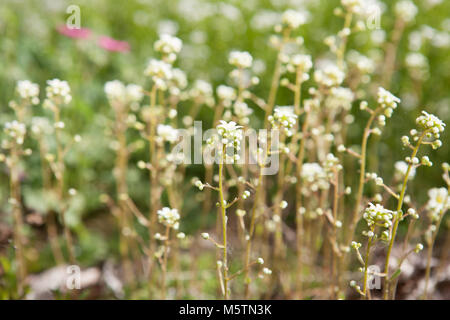Lifelong saxifrage, Silverbräcka (Saxifraga paniculata) Stock Photo