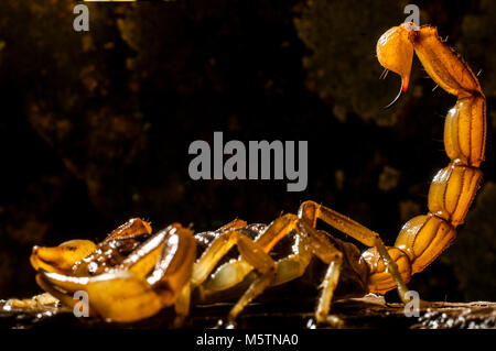 Scorpion (Buthus occitanus) poison animal, sting Stock Photo