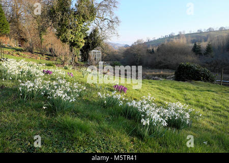 Purple crocuses and snowdrops growing in the lawn of garden in Carmarthenshire countryside smallholding & greenhouse in winter Wales UK  KATHY DEWITT Stock Photo