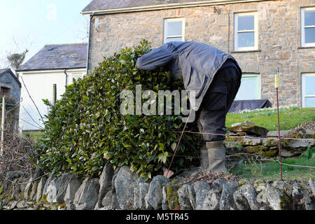 A man bending over head stuck in bay tree shrub in country garden while putting up electric barrier fence in Carmarthenshire Wales UK  KATHY DEWITT Stock Photo