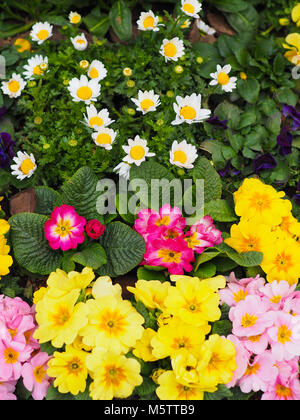 Various garden flowers just as spring starts in a planter. Colorful collection of mixed flowers arranged inside a planter box at springtime. Stock Photo