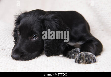 A English Cocker Spaniel puppy. Stock Photo