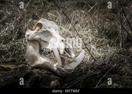 Skull of a wild boar in a dark gloomy style Stock Photo