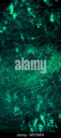 green abstract background Stock Photo