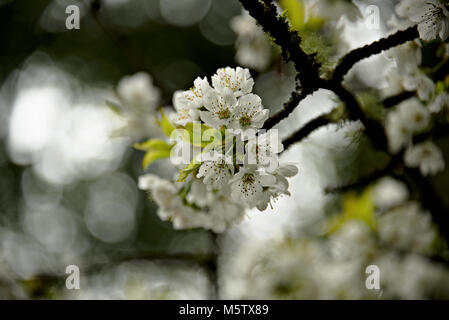 Cherry Blossoms on a Branch Stock Photo