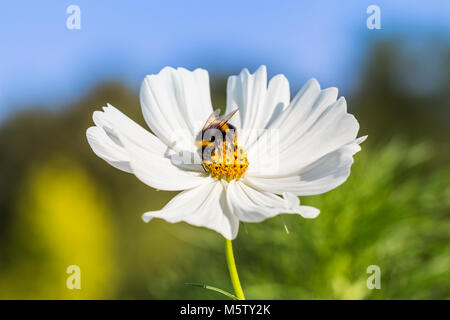 Bumblebee on Cosmos 'Psyche White' Stock Photo