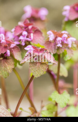 Lamium purpureum (red deadnettle) Stock Photo