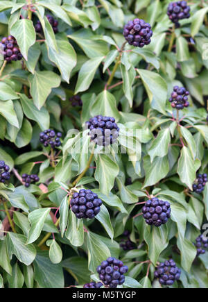 Black, ripe fruit on a mature ivy (Hedera helix helix) plant. The fruit do not ripen until the New Year and are an important source of food Stock Photo