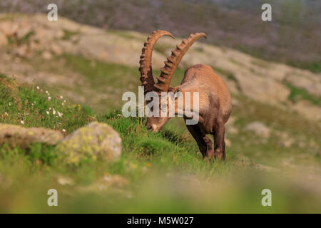 Ibex, Range of Mont Blanc. French Alps Stock Photo