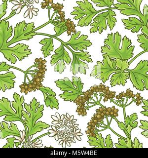 coriander plant vector pattern on white backgrond Stock Vector