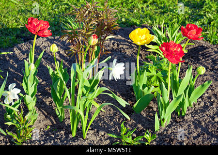 spring flowers daffodils and tulips flowering in garden on a flower bed. spring landscape with blooming narcissus flowers. blur background Stock Photo