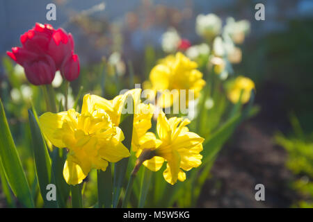 spring flowers daffodils and tulips flowering in garden on a flower bed. spring landscape with blooming narcissus flowers. blur background Stock Photo