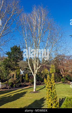 Colzium Estate & Visitor Centre in near Kilsyth in North Lanarkshire Scotland UK with birch tree in walled garden Stock Photo