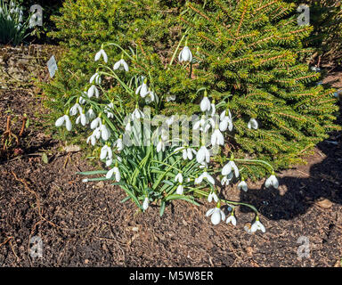 Colzium Estate & Visitor Centre in near Kilsyth in North Lanarkshire Scotland UK here showing snowdrops flowers in the walled garden Stock Photo